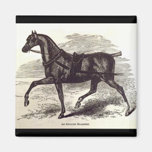 19th century print An English Roadster horse Magnet