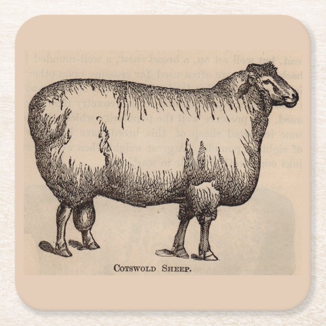 19th century print Cotswold sheep Square Paper Coaster (Front)
