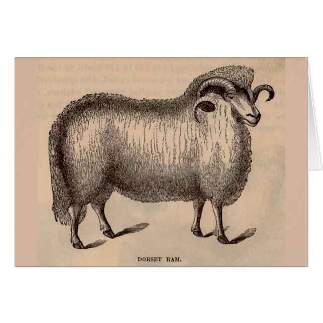 19th century print Dorset ram (Front Horizontal)