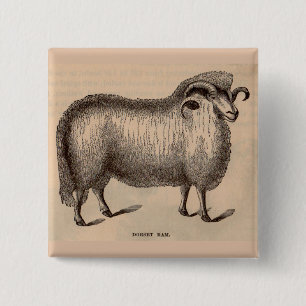 19th century print Dorset ram 15 Cm Square Badge