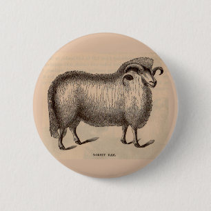 19th century print Dorset ram 6 Cm Round Badge