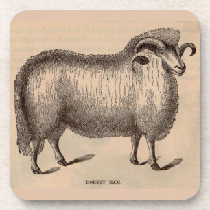 19th century print Dorset ram Coaster