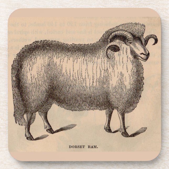 19th century print Dorset ram Coaster (Front)