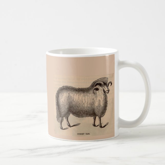 19th century print Dorset ram Coffee Mug (Right)