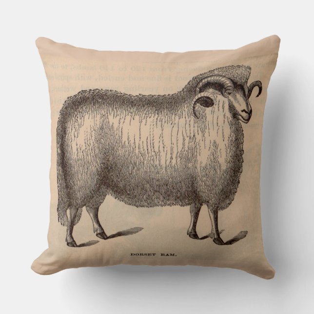 19th century print Dorset ram Cushion (Front)
