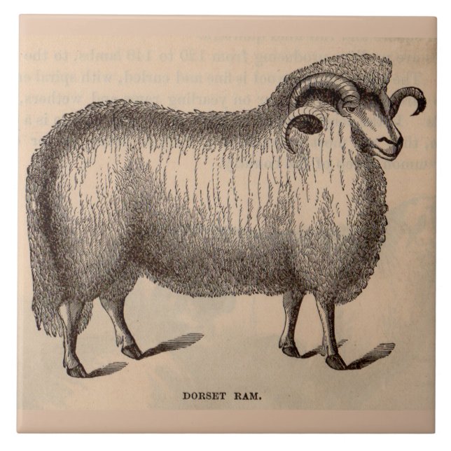 19th century print Dorset ram Tile (Front)
