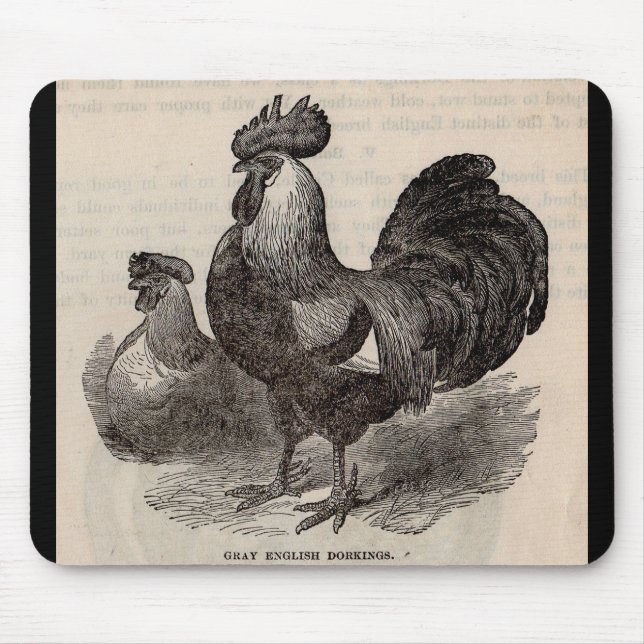 19th century print grey English dorkings chickens Mouse Pad (Front)