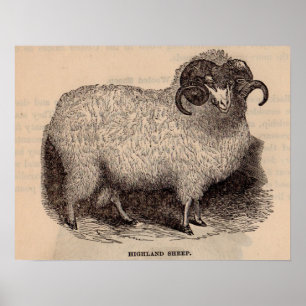 19th century print Highland sheep