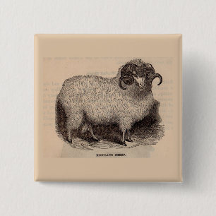 19th century print Highland sheep 15 Cm Square Badge