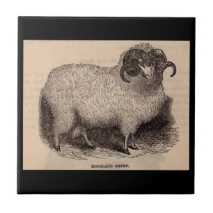 19th century print Highland sheep Ceramic Tile