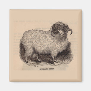 19th century print Highland sheep Magnet