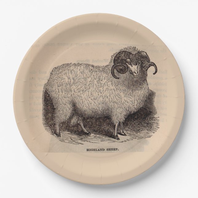 19th century print Highland sheep Paper Plate (Front)