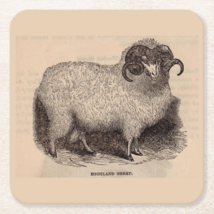 19th century print Highland sheep Square Paper Coaster