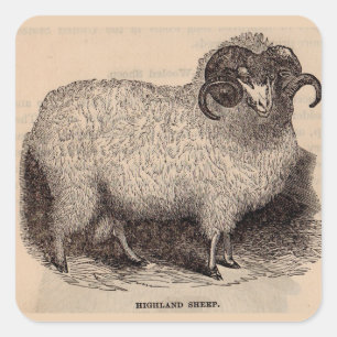 19th century print Highland sheep Square Sticker