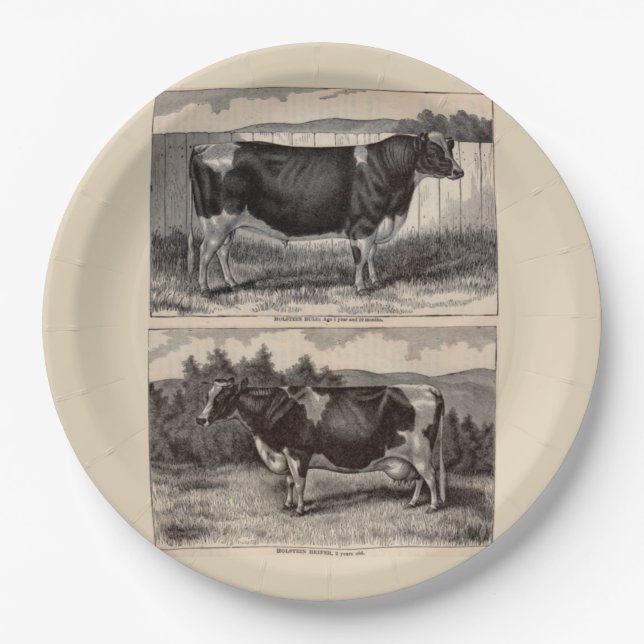 19th century print Holstein bull and heifer Paper Plate (Front)