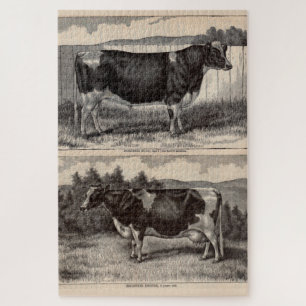 19th century print Holstein bull and Holstein cow Jigsaw Puzzle