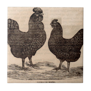 19th century print Plymouth Rock hen and rooster Ceramic Tile