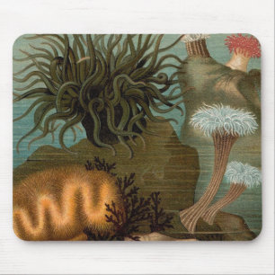 19th century print sea anemones mouse pad