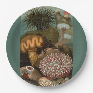 19th century print sea anemones paper plate
