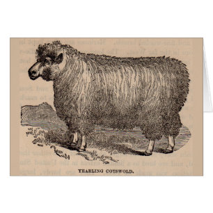 19th century print yearling Cotswold sheep