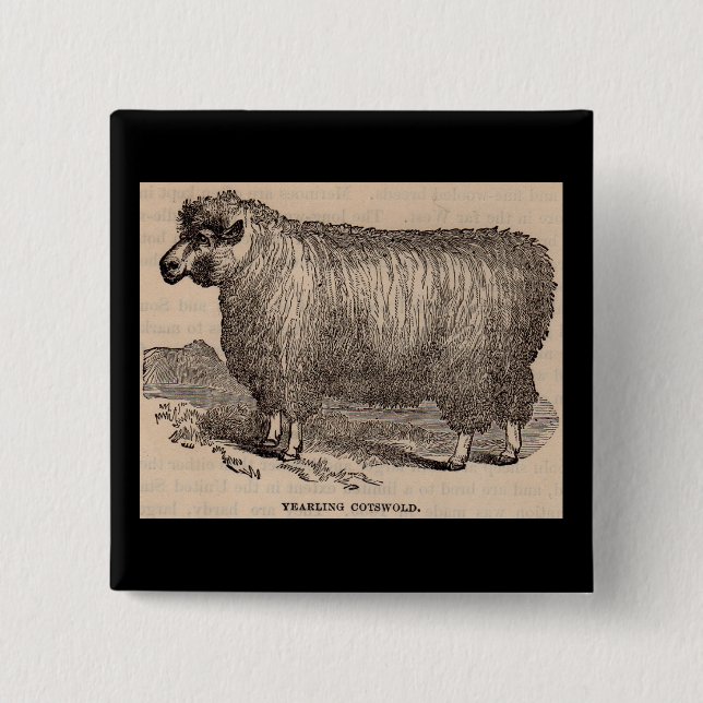19th century print yearling Cotswold sheep 15 Cm Square Badge (Front)