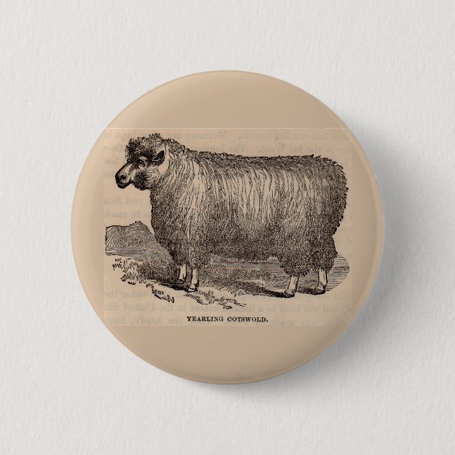 19th century print yearling Cotswold sheep 6 Cm Round Badge (Front)