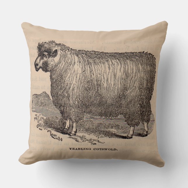 19th century print yearling Cotswold sheep Cushion (Front)