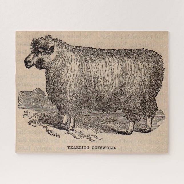19th century print yearling Cotswold sheep Jigsaw Puzzle (Horizontal)