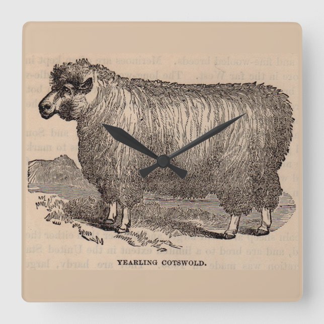 19th century print yearling Cotswold sheep Square Wall Clock (Front)