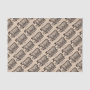 19th century print yearling Cotswold sheep Tissue Paper