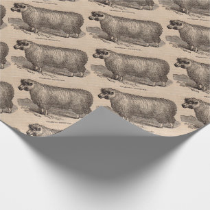 19th century print yearling Cotswold sheep Wrapping Paper