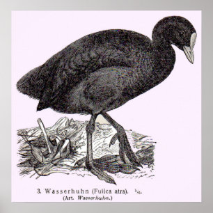 19th century wasserhuhn or moorhen print