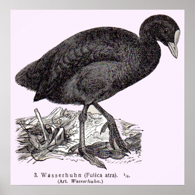 19th century wasserhuhn or moorhen print (Front)