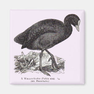 19th century Wasserhuhn or moorhen print Magnet