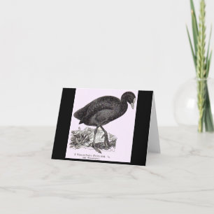 19th century wasserhuhn or moorhen print note card