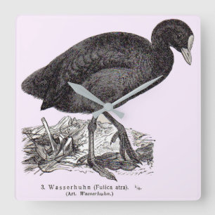 19th century wasserhuhn or moorhen print square wall clock
