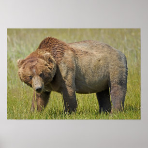 19x13 Poster Paper (Matte) of grizzly bear