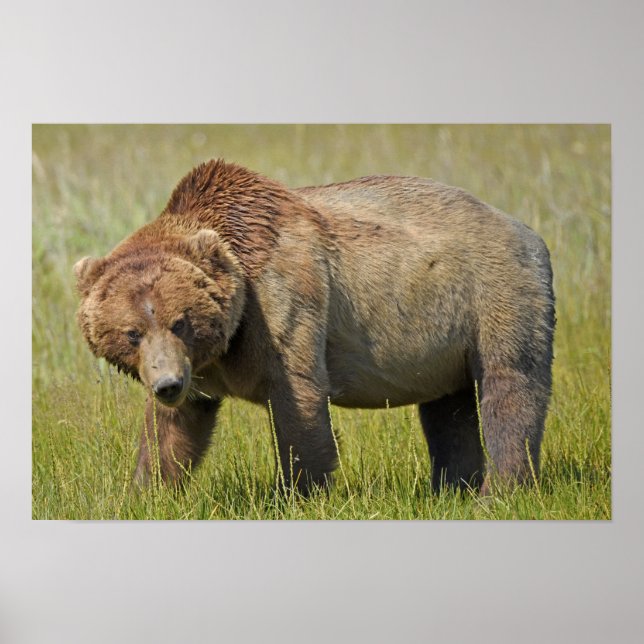 19x13 Poster Paper (Matte) of grizzly bear (Front)