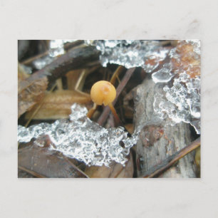 1/4" Mushroom December Postcard