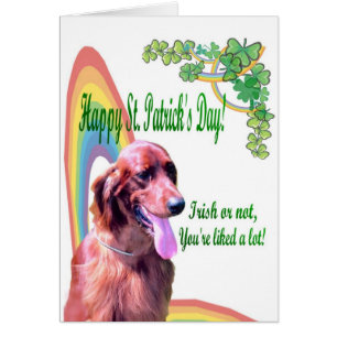 1. Awesome Irish Setter - You’re liked A Lot!