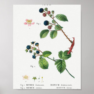 1 Blackberry (Rubus fruticosus) 2 Dewberry (Rubus Poster