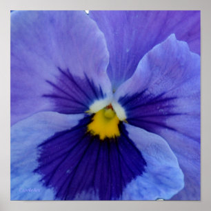 1 Blue Beauty Pansy Poster