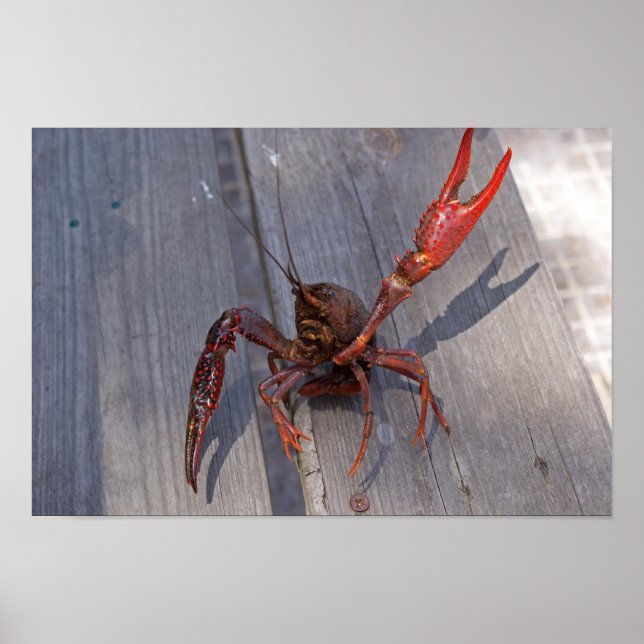 1 crawfish poster (Front)
