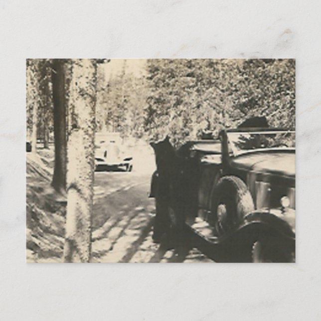 1 in 2 bears at car postcard (Front)