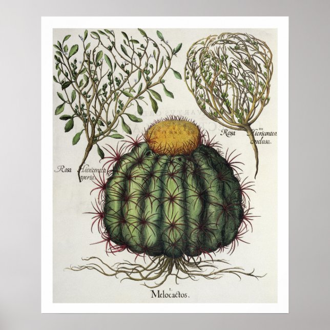 1.Melocactus; 2.Rosa Hiericontea aperta; 3.Rosa Hi Poster (Front)