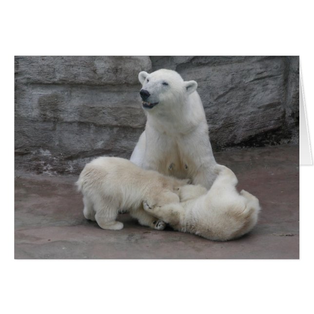 1) Polar bear cubs (Front Horizontal)