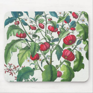 1.Solanum Pomiferum; 2.Amaracus vulgaris, from the Mouse Pad