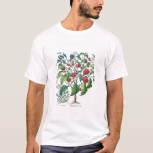 1.Solanum Pomiferum; 2.Amaracus vulgaris, from the T-Shirt
