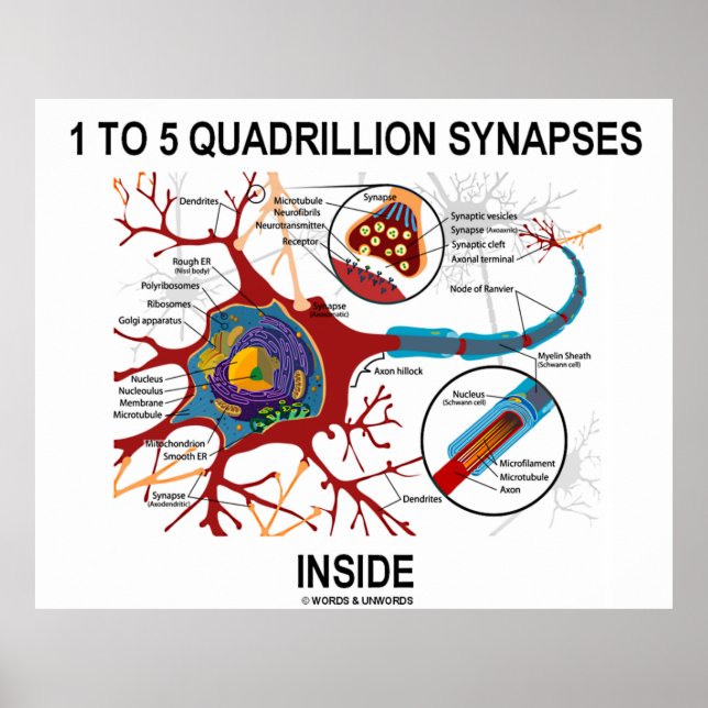 1 To 5 Quadrillion Synapses Inside Neuron Synapse Poster (Front)