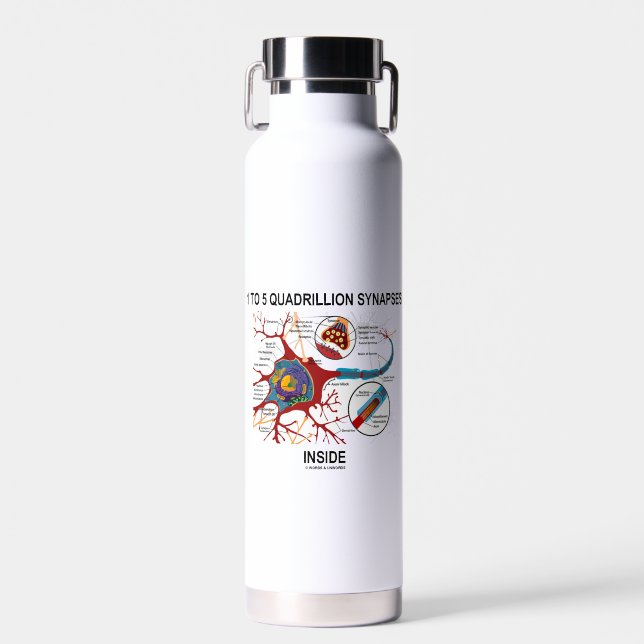 1 To 5 Quadrillion Synapses Inside Neuron Synapse Water Bottle (Front)